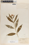 Asclepias curassavica image