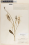 Asclepias curassavica image