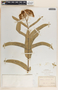 Asclepias eriocarpa image