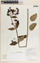 Asclepias laxiflora image