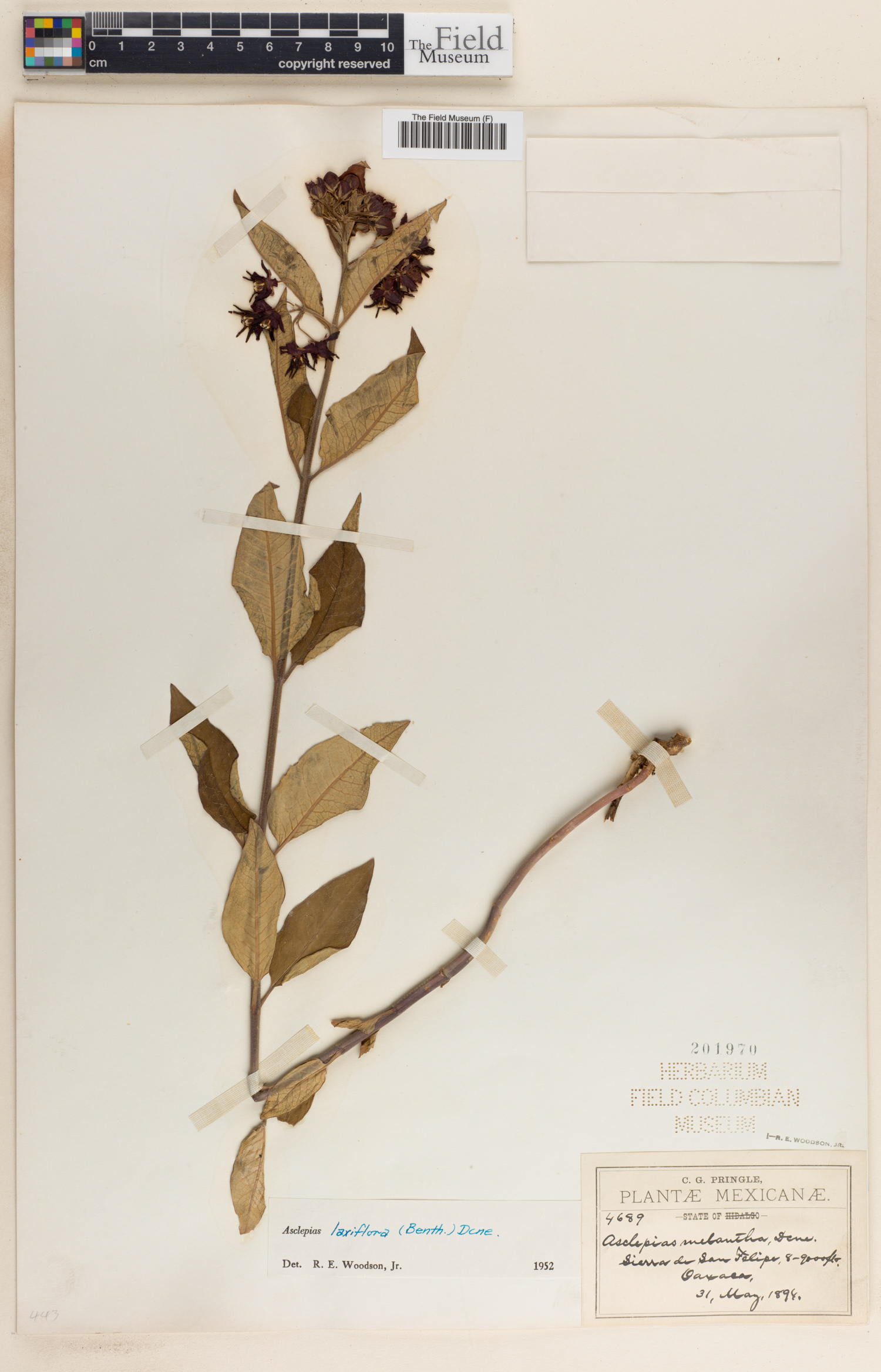Asclepias laxiflora image