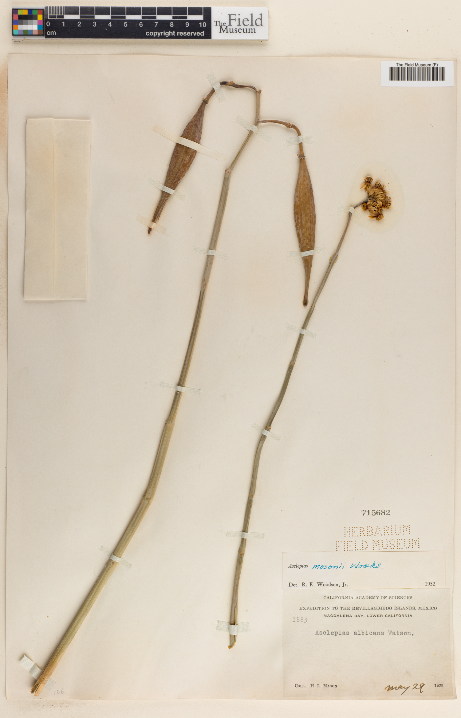 Asclepias masonii image
