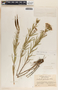 Asclepias fascicularis image