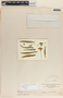 Asclepias fascicularis image