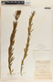 Asclepias fascicularis image