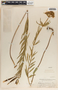 Asclepias fascicularis image