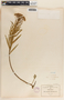Asclepias fascicularis image