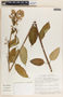 Asclepias similis image