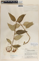 Asclepias pellucida image