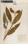 Asclepias pellucida image
