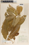 Asclepias pellucida image