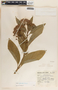 Asclepias pellucida image