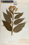 Asclepias pellucida image