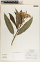 Asclepias pellucida image