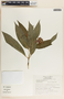Asclepias pellucida image