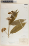 Asclepias pellucida image