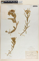 Asclepias pratensis image