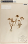 Asclepias rosea image