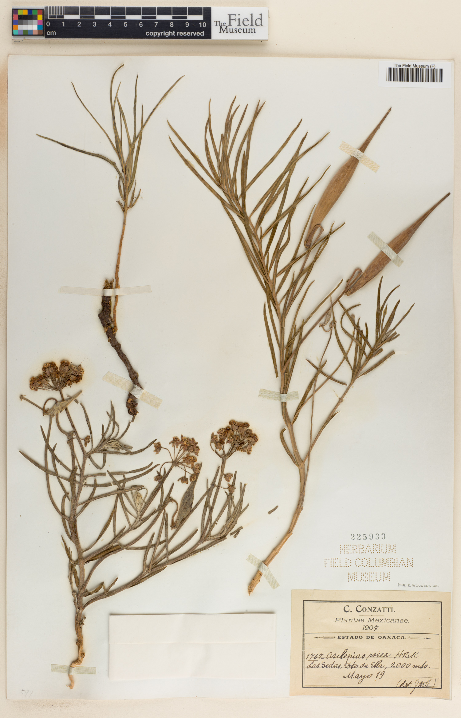 Asclepias rosea image