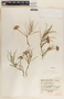 Asclepias rosea image