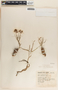 Asclepias rosea image