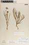 Asclepias rosea image