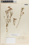Asclepias rosea image