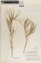 Asclepias rosea image