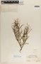 Asclepias rosea image