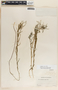 Asclepias rosea image