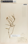 Asclepias rosea image