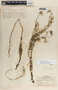 Asclepias rosea image
