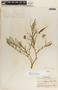 Asclepias rosea image