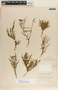 Asclepias rosea image