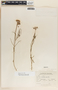 Asclepias rosea image
