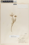 Asclepias rosea image