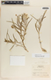 Asclepias rosea image
