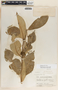 Asclepias similis image