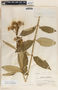 Asclepias similis image
