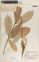 Asclepias similis image