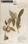 Asclepias similis image