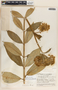 Asclepias similis image