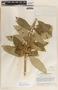 Asclepias similis image