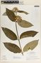 Asclepias similis image