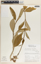 Asclepias similis image