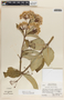 Asclepias similis image
