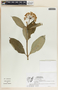Asclepias similis image