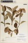 Asclepias similis image