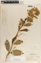 Asclepias similis image