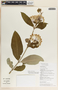 Asclepias similis image
